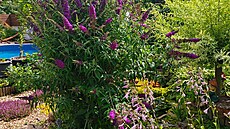 Motýlí ke� u malého jezírka