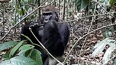 Habituovaný gorilí samec Makumba na jednom z posledních záznam