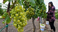 Rodina Machuova spolu s brigádníky sbírala 29. ervence 2024 na vinicích u...