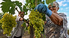 Rodina Machuova spolu s brigádníky sbírala 29. ervence 2024 na vinicích u...