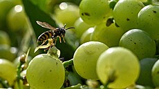 Rodina Machuova spolu s brigádníky sbírala 29. ervence 2024 na vinicích u...