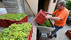 Rodina Machuova spolu s brigádníky sbírala 29. ervence 2024 na vinicích u...