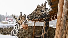 �irafí samec Zuberi byl v jihlavské zoologické zahrad�  od roku 2013. Nejvíce...