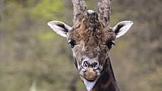 �irafí samec Zuberi byl v jihlavské zoologické zahrad�  od roku 2013. Nejvíce...