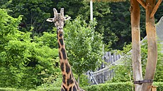 �irafí samec Zuberi byl v jihlavské zoologické zahrad�  od roku 2013. Nejvíce...