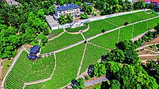 Vinice Grébovka na Vinohradech 