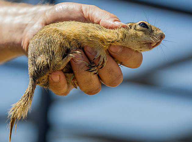 Syslové nově na Dívčích hradech. Snažíme se ohrožený druh zachovat v přírodě, říká expert z pražské zoo