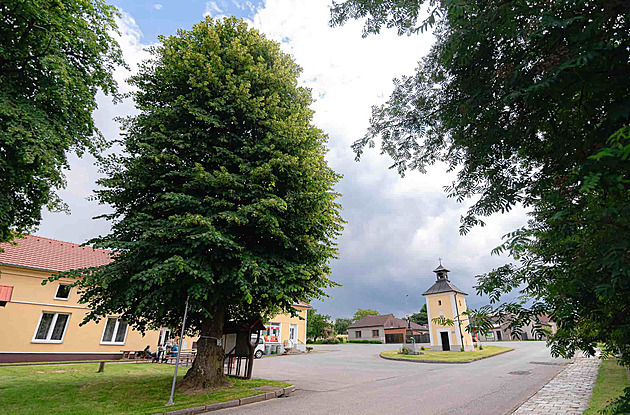 Bousínskou lípu obec zachránila před kácením, teď se uchází o titul Strom roku