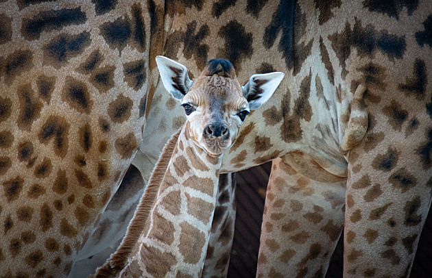 Náhradnici uhynulé žirafy se narodilo mládě, brzy se z Liberce budou stěhovat