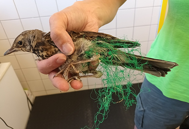 Smrtící zelená past na zahrádkách. Ptáci umírají v sítích na ochranu úrody