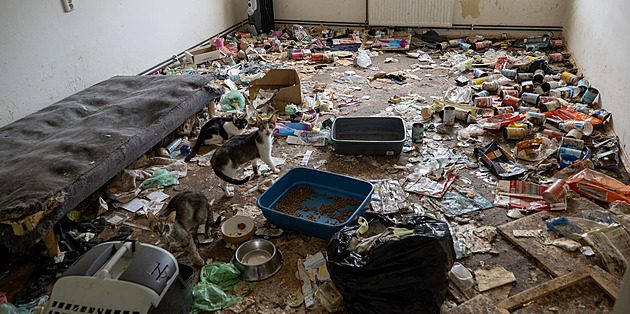 Čtyřicet koček živořilo ve špinavém bytě, při jejich odchytu museli vybourat i vanu