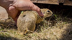 Pracovníci praské zoologické zahrady v úterý vypustili na praských Dívích...