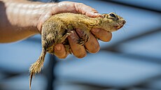 Pracovníci pra�ské zoologické zahrady v úterý vypustili na pra�ských Dív�ích...