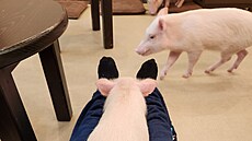 Aby prasata pila, musí návtvník sedt s nataenýma nohama.