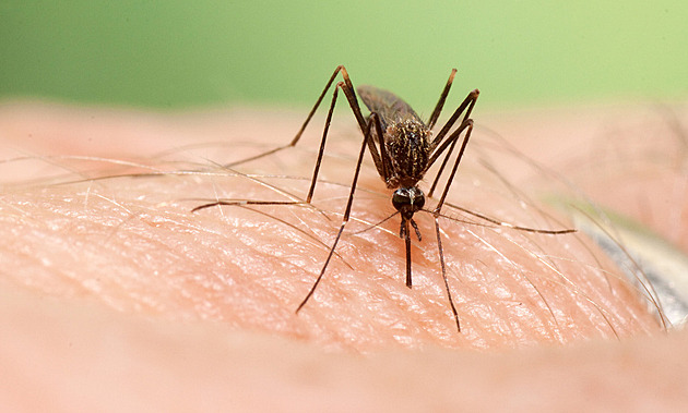 Na Olomoucku se objevil komáří „upír“, může přenášet nebezpečné nemoci