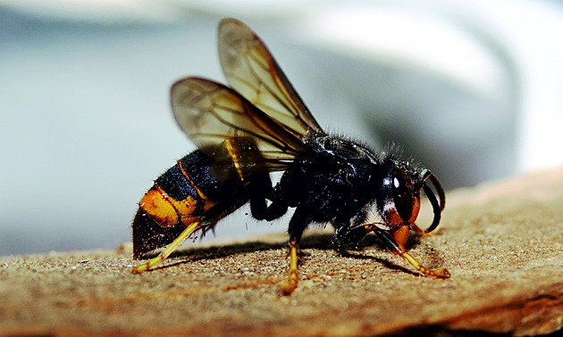 Na Opavsku zlikvidovali asijského zabijáka včel. Sršeň čeká genetická analýza