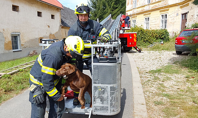 Pes vybhl za kokou na ímsu zchátralého domu a u se nedokázal dostat zpt....