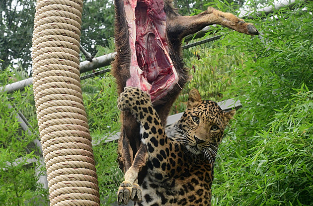 Koza na stromě jako kořist, levharti ze zoo si připomněli lov v divočině