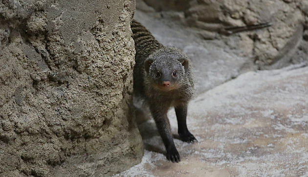 Vedle hrochů mangusty. Zoo kompletně otevřela pavilon Tanganika