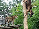 V olomouck zoo pipravili levhartm nskm netradin zitek v podob...