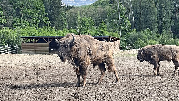 Zub�i v zoo Tábor.
