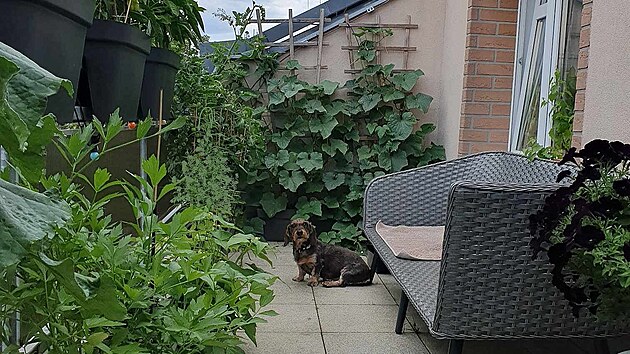 Zelen� terasa a par�a�ka Bekina