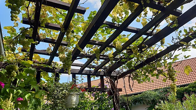 A na pergole dozr�v� v�no.