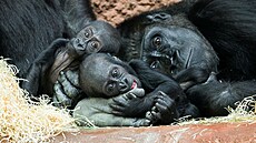 Lednové mlád� Mobi (vpravo) s Gaiou (vlevo), která se narodila na konci dubna