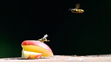 Vosy i dalí hmyz je letoní léto nebezpenjí ne jindy. Lidé by si mli dát...