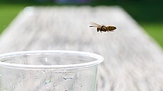 Vosy i dalí hmyz je letoní léto nebezpenjí ne jindy. Lidé by si mli dát...