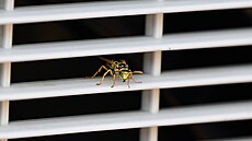 Úkryt vosy v klimatizaní jednotce. (srpen 2024)