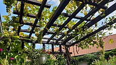 A na pergole dozrává víno.