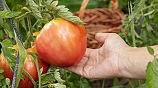 Odrd rajat je nepoítan, a kadá vyniká ním jiným.