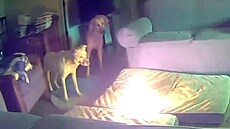 Pes rozkousal powerbanku, zapálil d�m