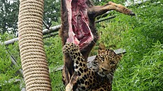 V olomoucké zoo p�ipravili levhart�m �ínským netradi�ní zá�itek v podob�...