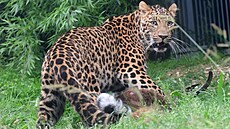 V olomoucké zoo pipravili levhartm ínským netradiní záitek v podob...