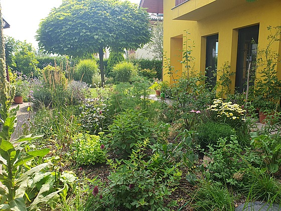 Trvalkový záhon, zalo�ený u domu teprve p�ed rokem, u� se krásn� zapojil.