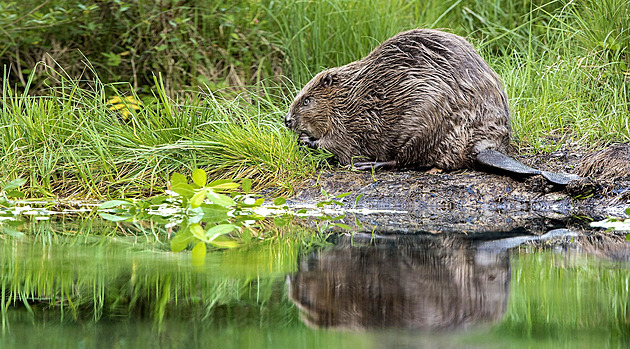 Přerov vzdal odlov bobra ničícího stromy i hráze, podle odborníků by nic neřešil