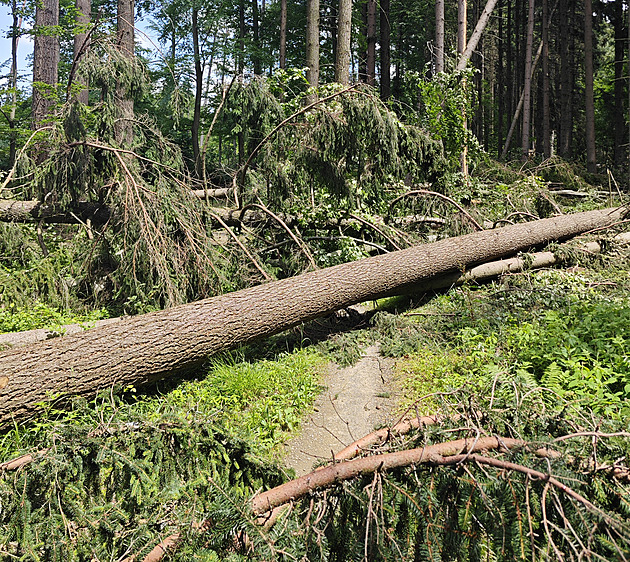 Méně lesa, zato nové cesty. Na singletrailech v krasu se chystá i stezka pro děti