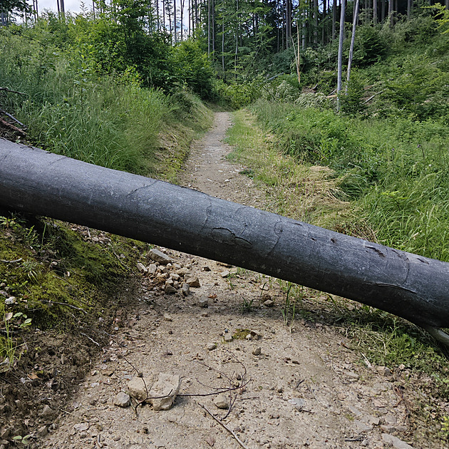 Místo bikerů spadlé stromy. Oblíbené traily zničila bouřka, obnově pomůže sbírka