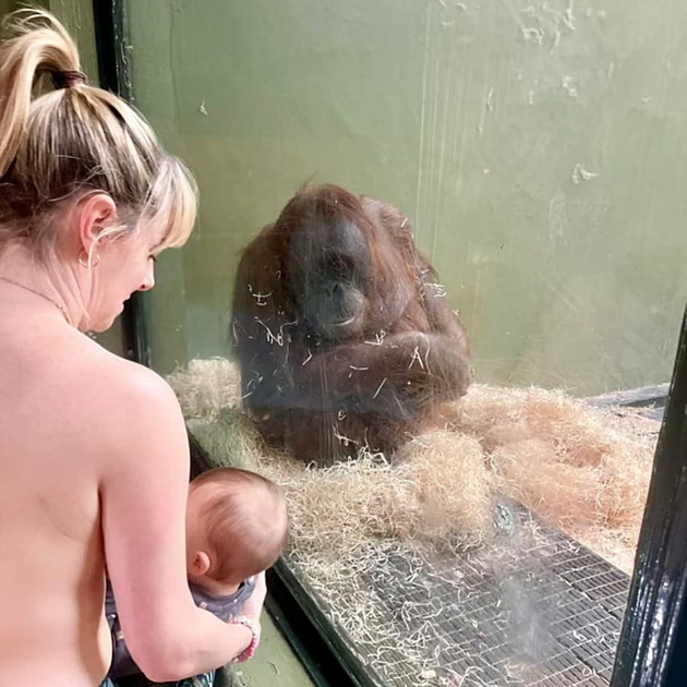 Samice orangutana nevěděla, jak nakojit mládě. Okoukává to od návštěvnic zoo