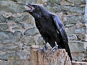 Den sokolnictví a lovectví na Horním hrad� zvaném Hauen�tejn letos poprvé lákal...