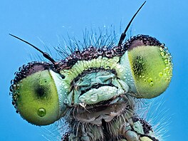 Jejím poslání je odhalit nám krásu a divy pehlíeného svta. Pod divokou...