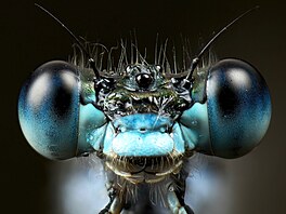 Bizarn psobí fotografie Gustava Parenmarka, je na ní ídlatka páskovaná....