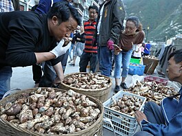 Japonské houby matsutake pat�í k nejdra��ím houbám a na za�átku sezony mohou...