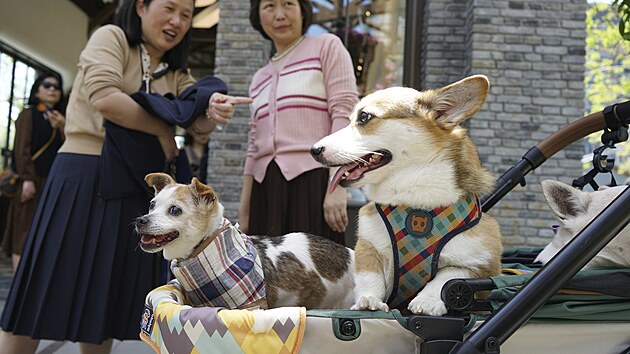 Vzhledem k tomu, jakou rychlost� se v ��n� rozv�j� trh s dom�c�mi mazl��ky a pot�ebami pro n�, a k n�stupu mlad��ch generac�, kter� vid� sv�t p�ece jen jinak, to vypad�, �e se postaven� zv��at v ��nsk� spole�nosti pomalu, ale jist� zlep�uje.