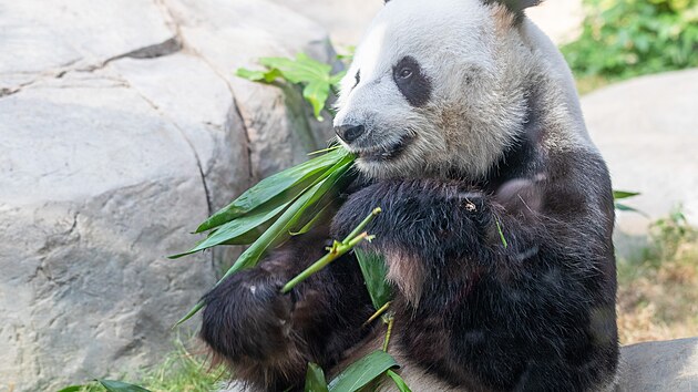 Vzhledem k tomu, jakou rychlost� se v ��n� rozv�j� trh s dom�c�mi mazl��ky a pot�ebami pro n�, a k n�stupu mlad��ch generac�, kter� vid� sv�t p�ece jen jinak, to vypad�, �e se postaven� zv��at v ��nsk� spole�nosti pomalu, ale jist� zlep�uje.