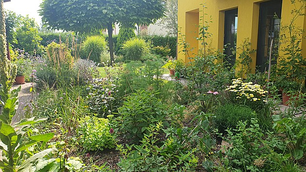 Trvalkov� z�hon, zalo�en� u domu teprve p�ed rokem, u� se kr�sn� zapojil.