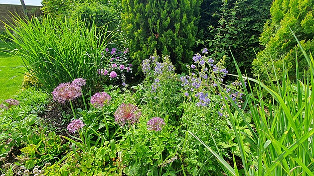 �esneky si dob�e rozum� s jirnic� a rododendronem.