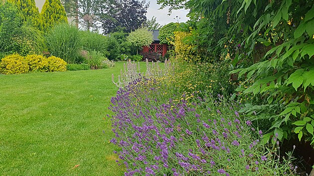 Kdy� rozkvetou levandule, v�elky a �mel�ci nev�d�, kam d��v.